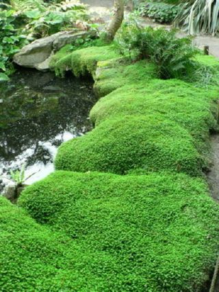 Planta Tapizante Lagrimas de Ángel 6 ultimas uds
