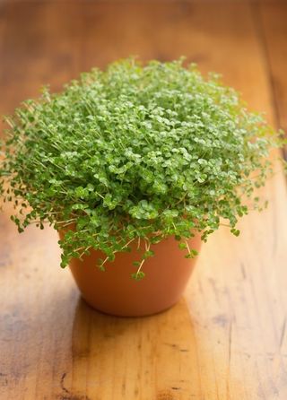 Planta Tapizante Lagrimas de Ángel 6 ultimas uds