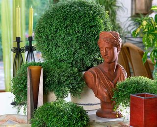 Planta Tapizante Lagrimas de Ángel 6 ultimas uds