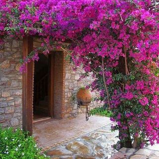 Planta trepadora colgante flor en maceta