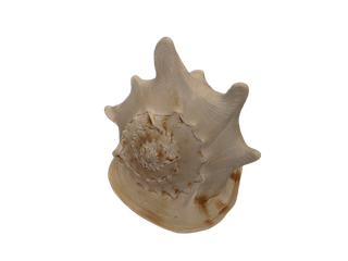 Caracola Cassis Cornuta Real