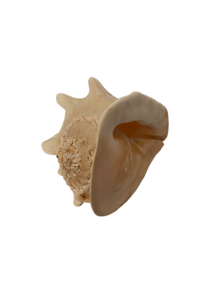 Caracola Cassis Cornuta Real