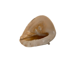 Caracola Cassis Cornuta Real