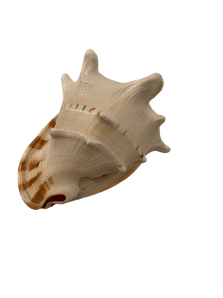 Caracola Cassis Cornuta Real