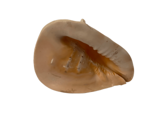 Caracola Cassis Cornuta Real