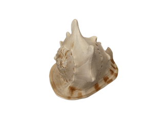 Caracola Cassis Cornuta Real