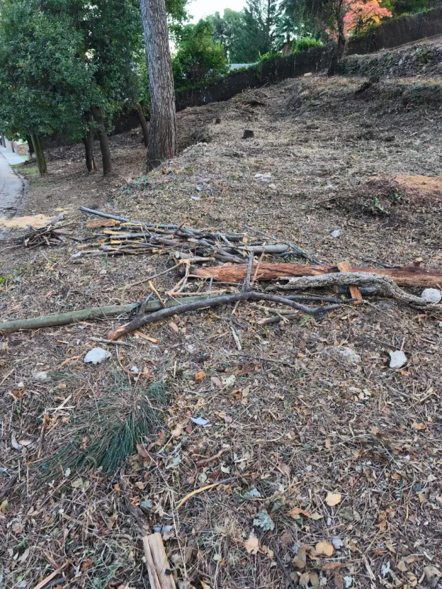 LEÑA GRATIS PARA BARBACOAS