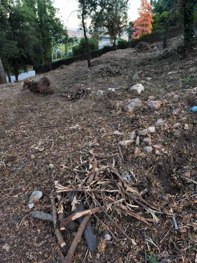 LEÑA GRATIS PARA BARBACOAS