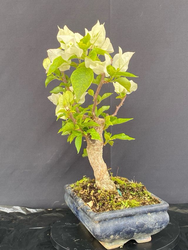 Bonsai Bougainvillea Bianca Shohin
