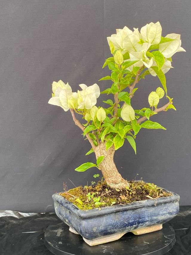 Bonsai Bougainvillea Bianca Shohin