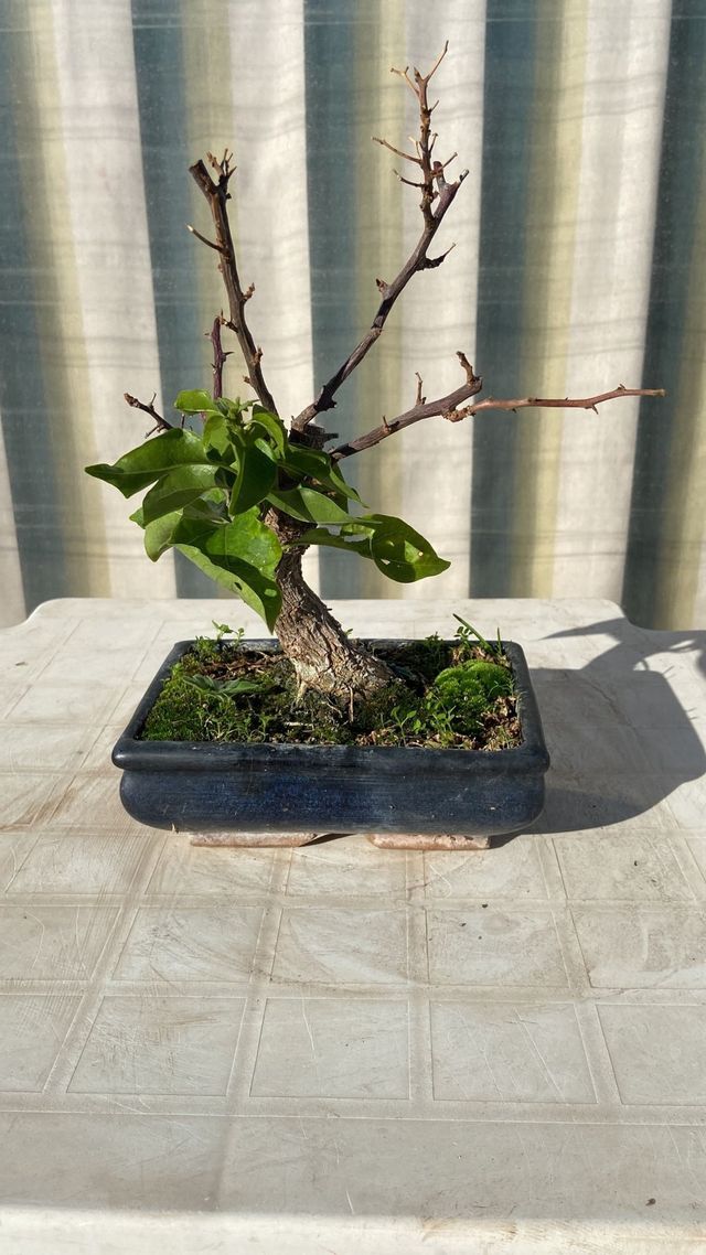 Bonsai Bougainvillea Bianca Shohin