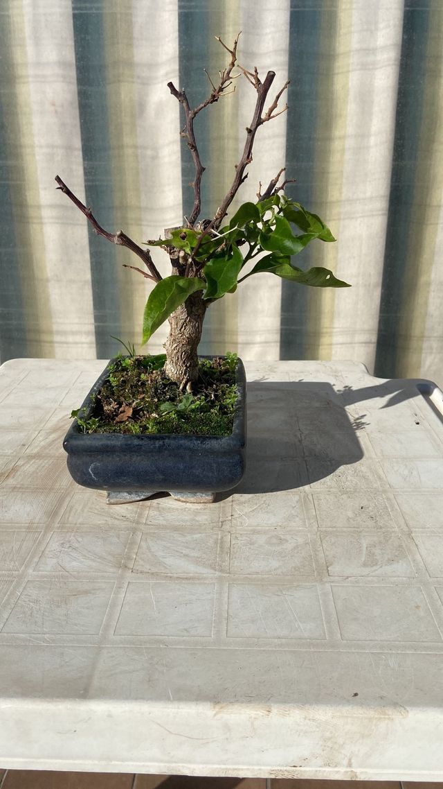Bonsai Bougainvillea Bianca Shohin
