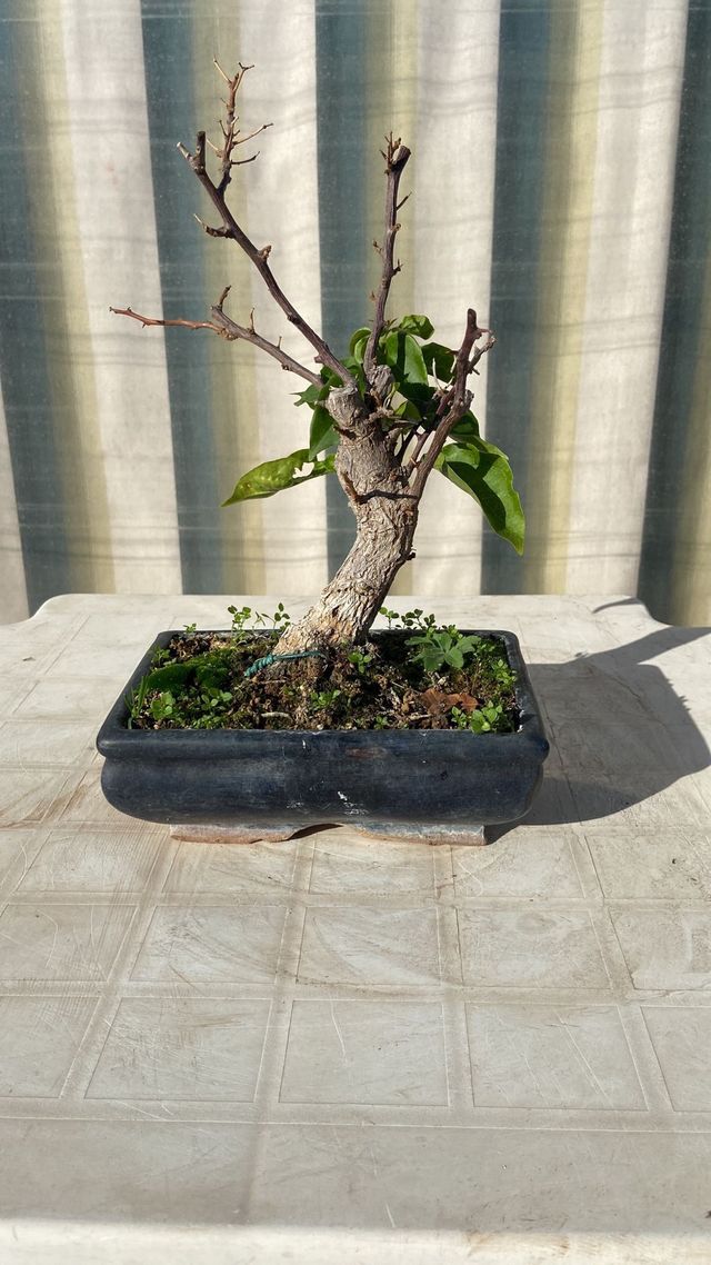 Bonsai Bougainvillea Bianca Shohin