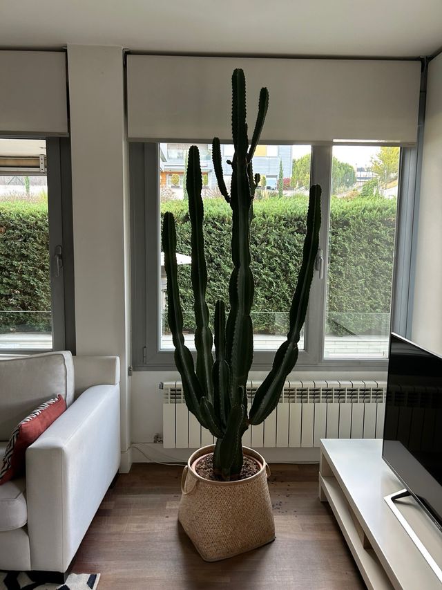 Cactus grande en maceta decorativa