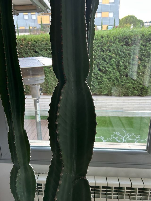 Cactus grande en maceta decorativa