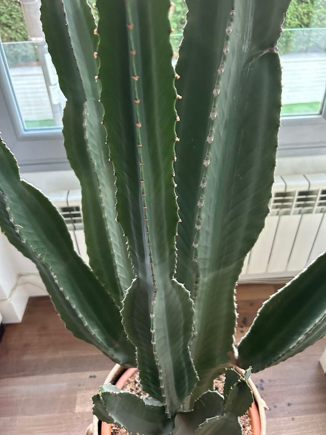 Cactus grande en maceta decorativa