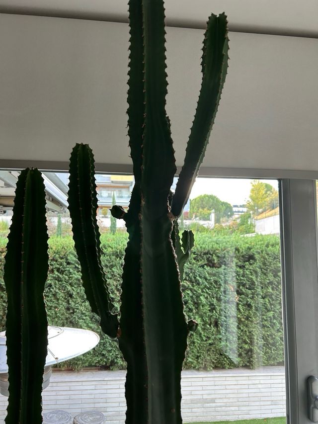 Cactus grande en maceta decorativa