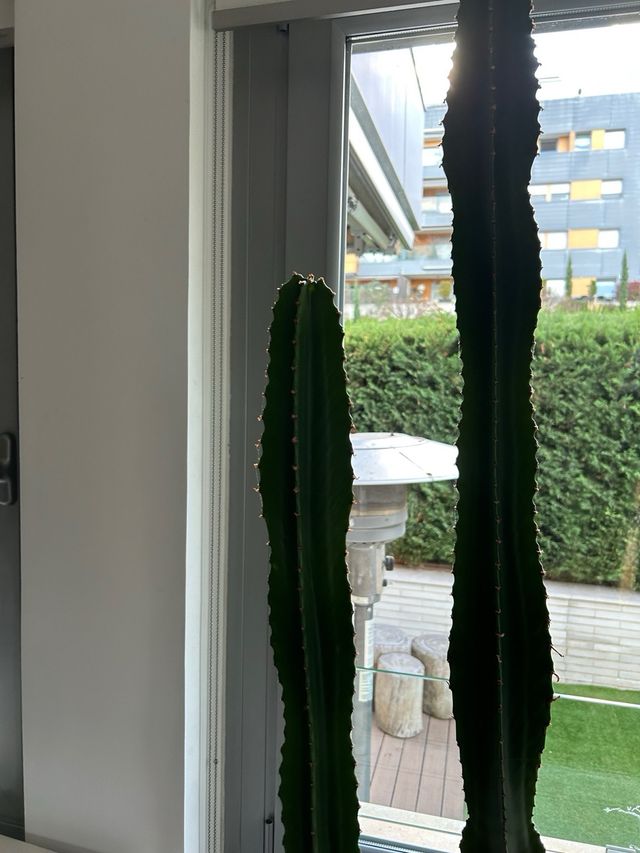 Cactus grande en maceta decorativa