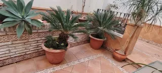 Plantas Cicas