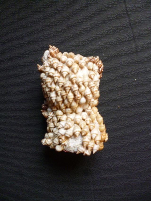 Búho decorativo de conchas naturales