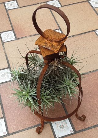 JAULA ÓXIDO CON TILLANDSIA