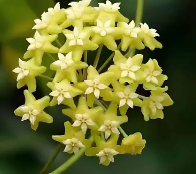 Hoya Nicholsoniana Talea radicata