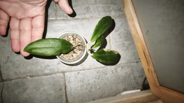 Hoya Nicholsoniana Talea radicata