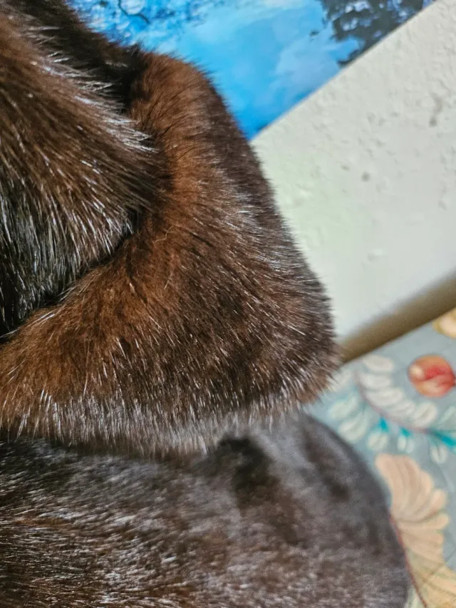 Abrigo negro y marrón