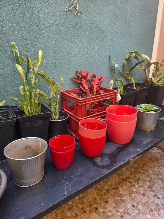 Jardín de cactus y 1 loto Tierra y abono y insecti