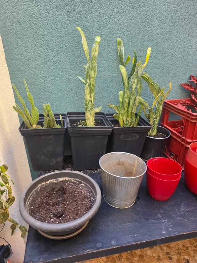 Jardín de cactus y 1 loto Tierra y abono y insecti