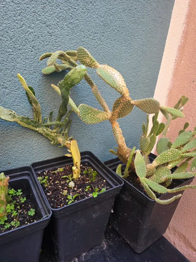 Jardín de cactus y 1 loto Tierra y abono y insecti