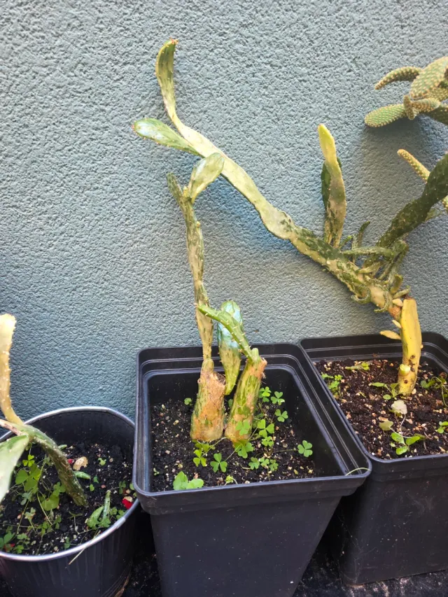 Jardín de cactus y 1 loto Tierra y abono y insecti