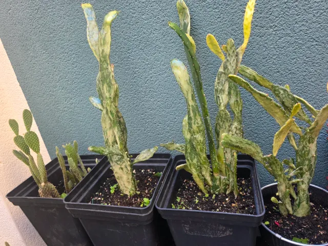 Jardín de cactus y 1 loto Tierra y abono y insecti