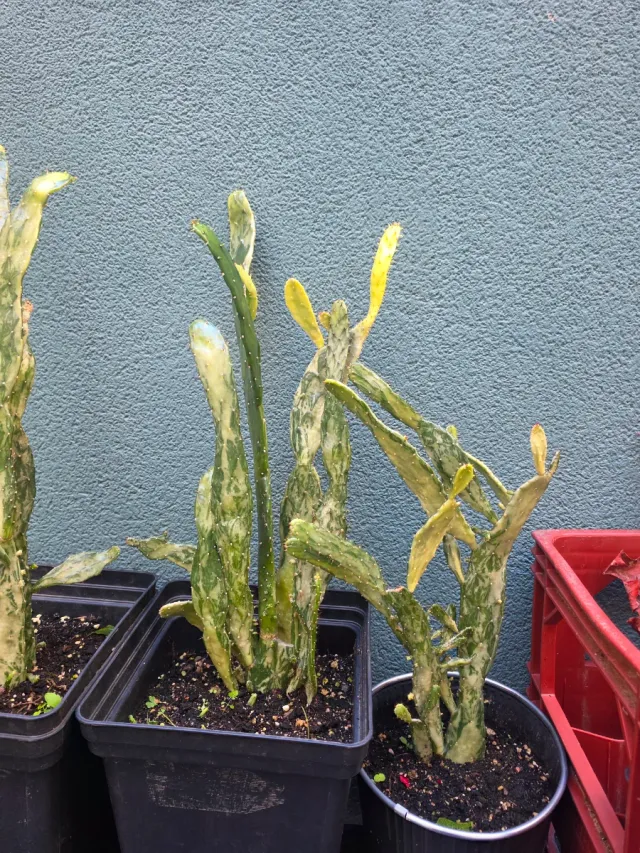 Jardín de cactus y 1 loto Tierra y abono y insecti