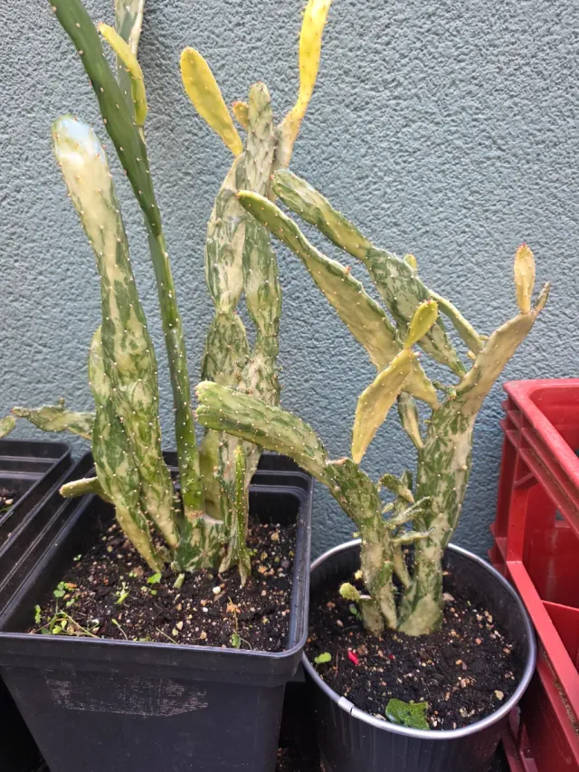 Jardín de cactus y 1 loto Tierra y abono y insecti