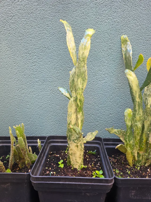 Jardín de cactus y 1 loto Tierra y abono y insecti