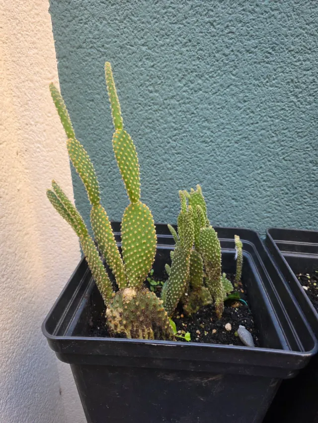 Jardín de cactus y 1 loto Tierra y abono y insecti