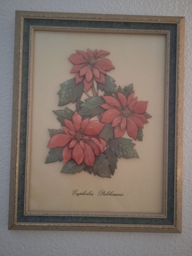 Conjunto 4 cuadros florales Euphorbia Pulcherrima