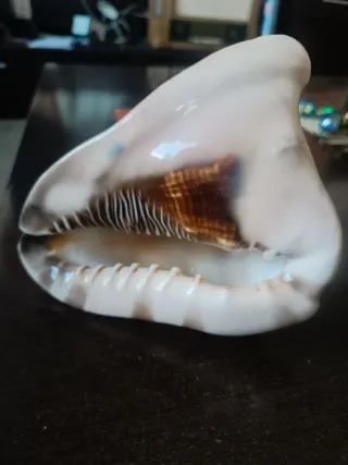 Caracola grande decorativa