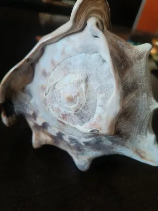 Caracola grande decorativa