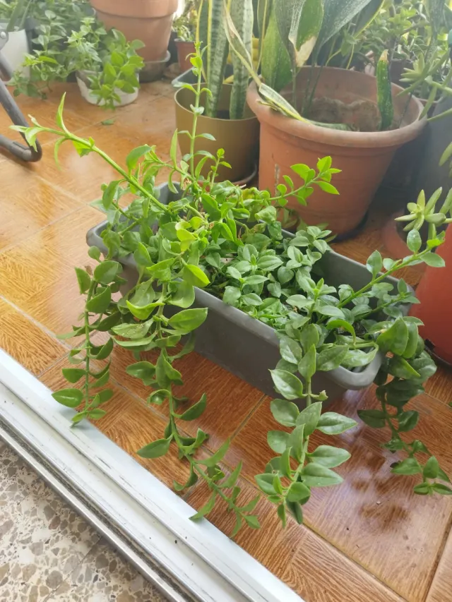 Planta colgante verde