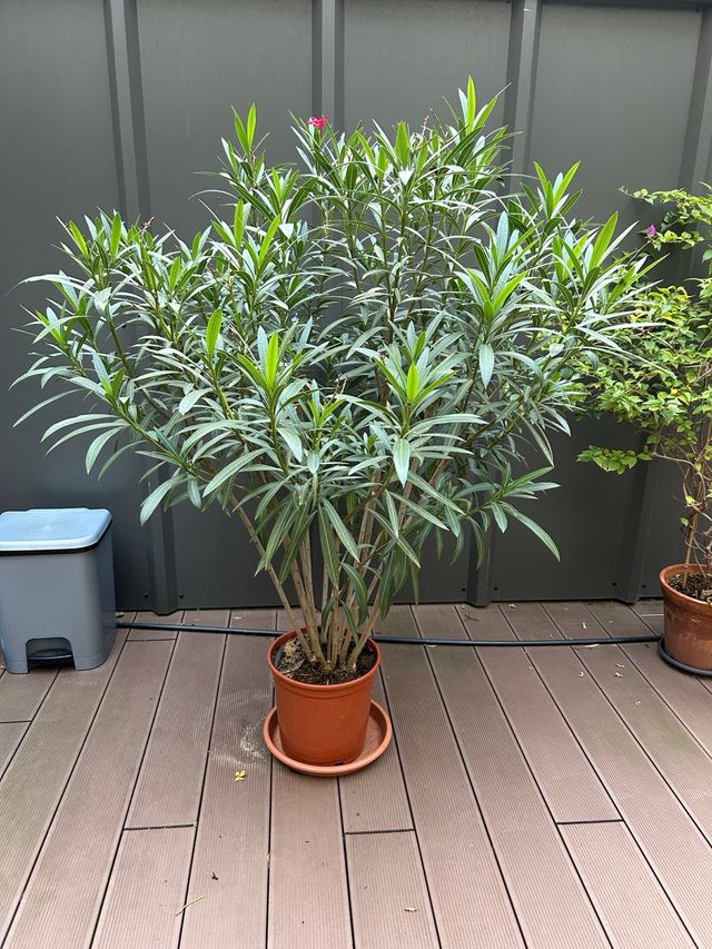 Planta de Adelfa en Maceta