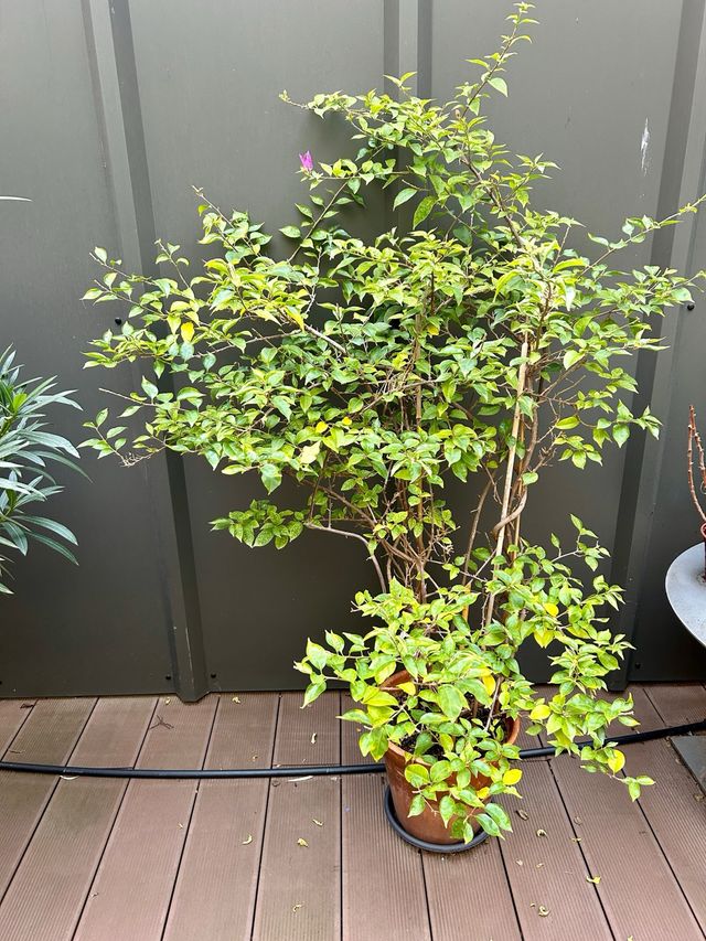 Buganvilla en maceta