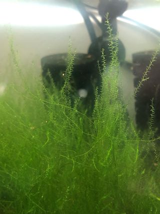 Leptodictyum Riparium - Musgo de Acuario