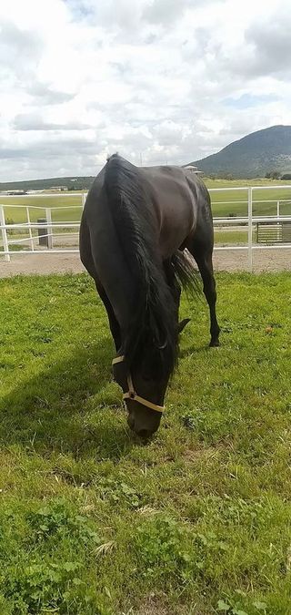 Casa rural en venta en Morón de la Frontera