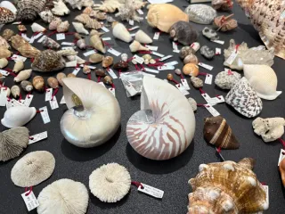 Conchiglie Vintage da Collezione