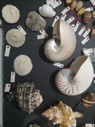 Conchiglie Vintage da Collezione