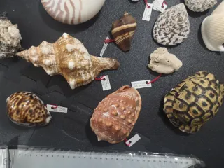 Conchiglie Vintage da Collezione