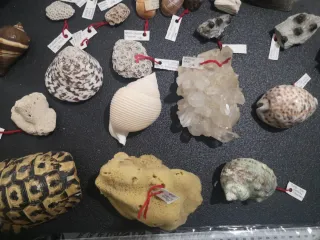 Conchiglie Vintage da Collezione