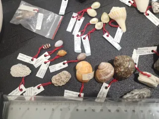 Conchiglie Vintage da Collezione